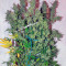 Auto Wappa (Paradise Seeds)