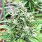 Dozy Whale Feminized Seeds (AlphaFem Seeds)