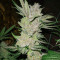 Eleven Roses Early Version Seeds (Delicious Seeds)