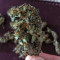 Glue Gelato Auto Seeds