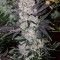 God's Glue feminized seeds (Ministry Of Cannabis)