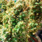 Green Crack Auto Seeds