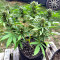 Purple Lemonade Fast Flowering (Fast Buds)