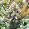 Semi a Fioritura Rapida Purple Lemonade FF (Fast Buds)
