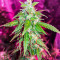 Graines féminisées de Quarter Pounder Autoflower (EGS)