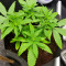 Red Hot Cookies Seeds (Sweet Seeds)