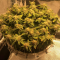 LSD Seeds - Cannabis Strain Seeds for Sale
