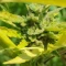 Gorilla Cookies Seeds