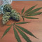Semi femminizzati Jack Herer in vendita da Green House Seeds