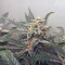 Bruce Banner Seeds (Fast Buds) - Cannabis Strain Seeds for Sale