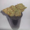 Purple Punch Seeds (Fast Buds) - Cannabis Strain Seeds for Sale