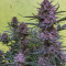 Strawberry Pie Seeds - Cannabis Strain Seeds for Sale