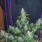 Original Auto White Widow (Fast Buds)