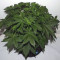 Blackberry Gum Seeds - Cannabis Strain Seeds for Sale