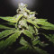 Vente de graines de cannabis Buddha Medikit Auto CBD (Buddha Seeds)
