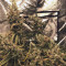 Girl Scout Cookies feminized seeds for sale by Garden of Green