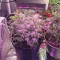 Northern Lights Seeds (Seedstockers) - Cannabis Strain Seeds for Sale