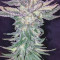 Blueberry Seeds - Cannabis Strain Seeds for Sale