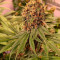 Acquista semi femminizzati Pink Kush di Barney's Farm