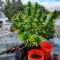 Sugar Black Rose (Delicious Seeds) - Cannabis Strain Seeds for Sale
