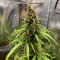 Buy Skywalker Haze feminized seeds by Dutch Passion