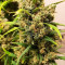Mexican Airlines Auto (Fast Buds)