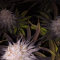 Mimosa EVO Seeds (Barney’s Farm) - Cannabis Strain Seeds for Sale