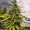 Afghan regular (Spliff Seeds)