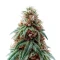 Auto Monster Mass (Critical Mass Collective Seeds) Cannabis-Samen