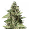 Bruce Banner #3 (BlimBurn Seeds)