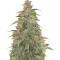 Buddha Syrup Auto regular (Buddha Seeds)