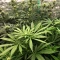 Colombian Jack Seeds