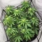 Colorene Kush feminized seeds