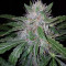 Graines de cannabis GG#4 Original Glue Auto (Original Sensible Seeds)