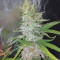 Girl Scout Cookies feminized seeds (Garden of Green)