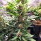 Gorilla King Auto Seeds