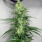 Northern Haze Express Auto (Positronics Seeds)
