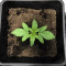 Northern Light Auto (Xtreme Seeds)