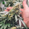 Northern Lights #10 (Herbies Seeds)