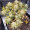 Original Auto Sour Diesel (Fast Buds)