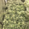Graines de cannabis Panama D.C. (CannaBioGen)
