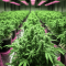 Graines de cannabis Pure Kush (Original Sensible Seeds)