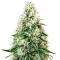Pure Power Plant Automatic Seeds