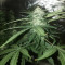 Purple Wreck (Reserva Privada)