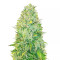 Sativa Mix feminizada (Herbies Seeds)