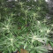 Shogun feminized seeds