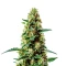 Strawberry Cough Seeds