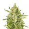 Super Lemon Haze Seeds