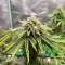 Graines de cannabis Sweet Critical CBD (00 Seeds)