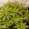 Trippy Sherbert Punch Auto feminisierte Samen (Big Head Seeds)